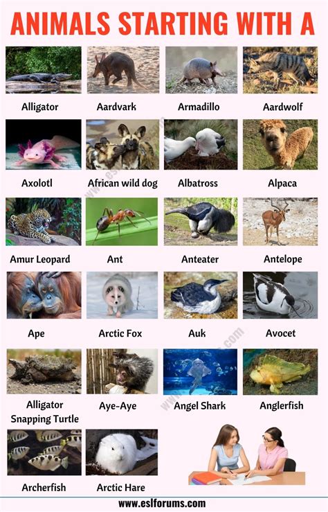 cute animals starting with a.